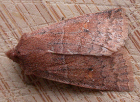 Three-spotted Sallow